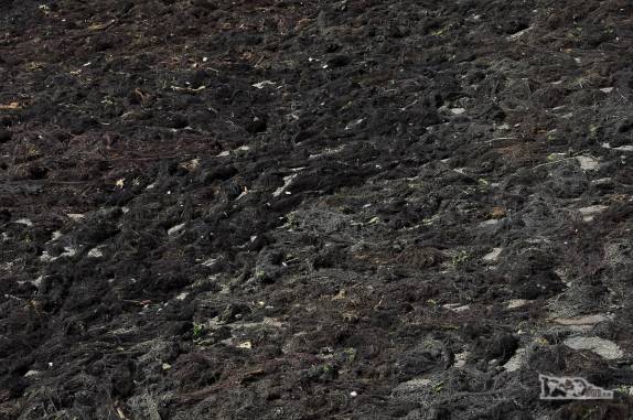 Algas secam em praia de Castro, a capital e maior cidade da ilha de Chiloé, no sul do Chile